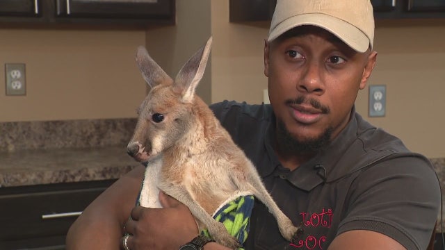 Embattled exotic animal keeper says his kangaroo died in Detroit Zoo's care after raid