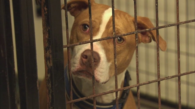 Spend your quarantine on the couch with a foster dog from Detroit Dog Rescue