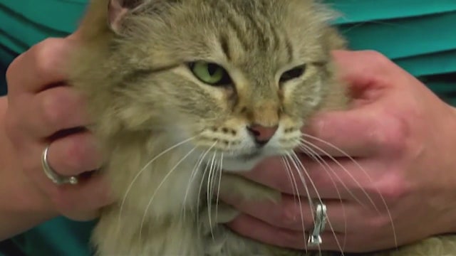 Oakland Animal Hospital adjusting to vet practices amid coronavirus