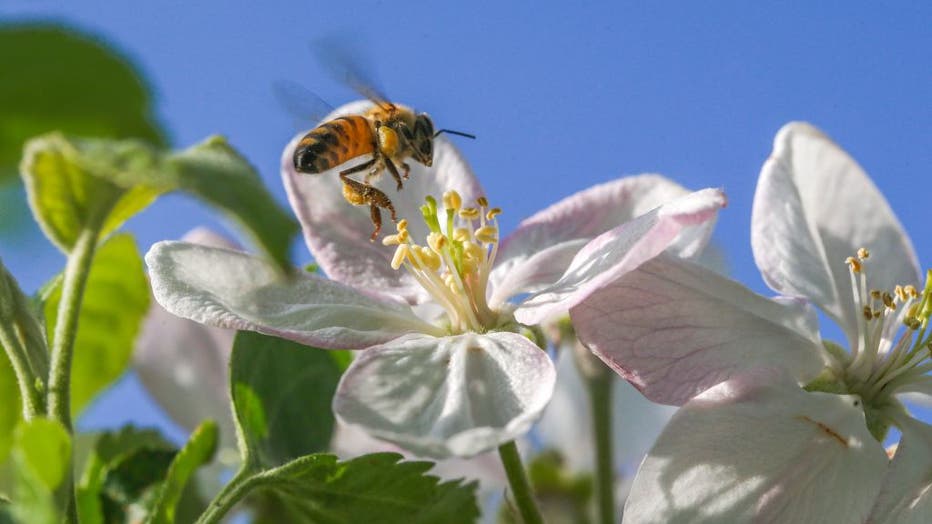 Nature comes alive in spring