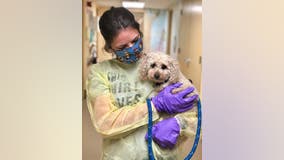 Che-Che the dog looking for new forever home after losing both owners to COVID-19