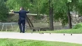 Houston officer provides police escort for ducklings searching for their mother