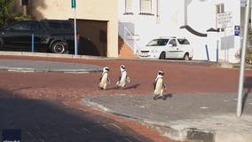 COVID-19 lockdown made it easy for these penguins to venture through an empty South African town