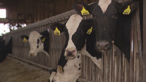 Michigan farmer concerned milk dumping may start as supply backs up