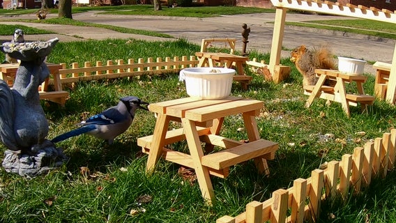 Oak Park man opens restaurant for squirrels and birds amid coronavirus pandemic