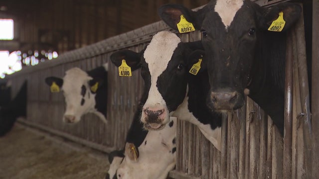 Michigan farmer concerned milk dumping may start as supply backs up