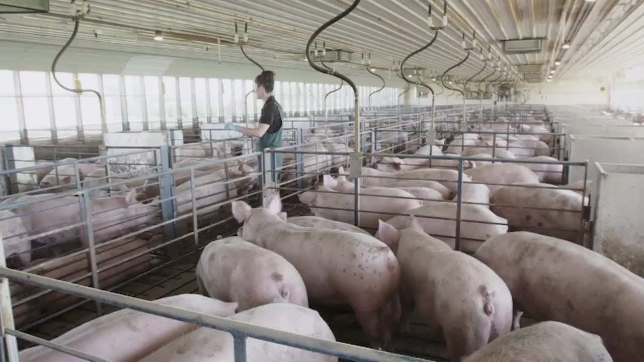 michigan-farms-struggling-with-overstock-of-pigs-during-covid-19-pandemic