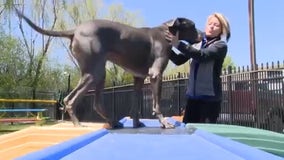 All-American Pet Resorts in Royal Oak take care of dogs owned by front line COVID-19 workers