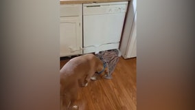 Very good pit bull helps clean up overflowing bubbles with towels after dishwasher mishap