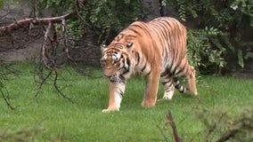 Enjoy a virtual visit to the Detroit Zoo with classes, webcams during pandemic shutdown