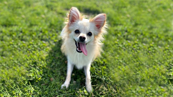 Attorney accused of stealing funds dead client wanted to go to Michigan Humane Society