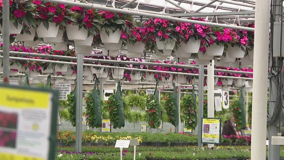 Rare bacteria found in Michigan geraniums that could threaten food crops