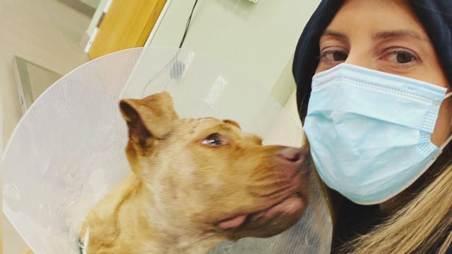 DDR has tips for masks, offers free doggie daycare for frontline heroes