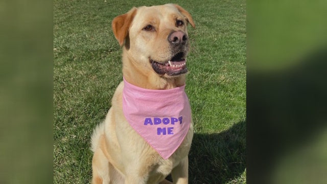 DDR helping new dogs find homes, and already-placed dogs keep homes during pandemic