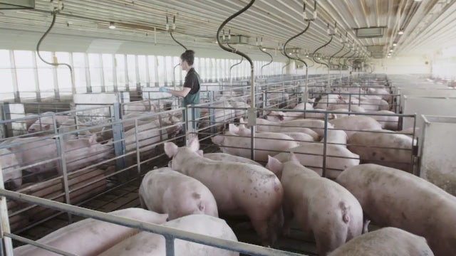 Michigan farms struggling with overstock of pigs during COVID-19 pandemic