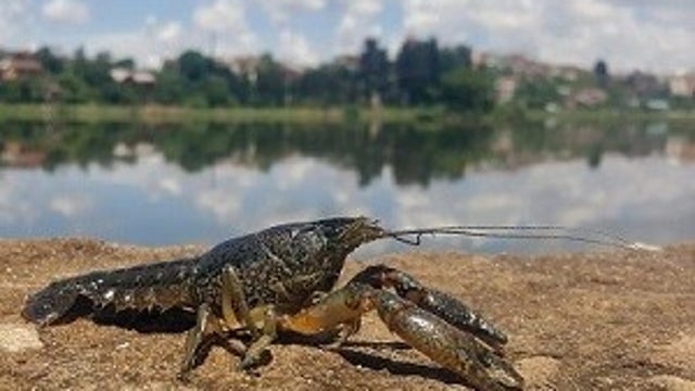 Michigan adds invasive crayfish to prohibited species list