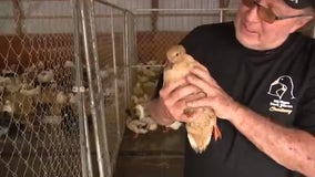 Salem Twp. couple's Michigan Duck Rescue and Sanctuary is labor of love