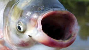 More Great Lakes trouble as new research finds Asian carp could establish in Saginaw Bay