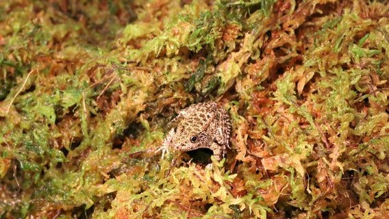 Detroit Zoo releases 170 critically endangered dusky gopher frogs into wild
