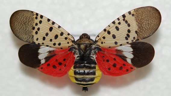 Michigan's latest invasive species to be worried about is the spotted lanternfly