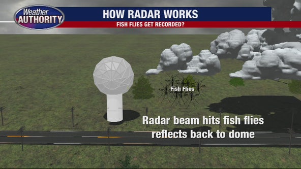 Radar picks up Fish Flies