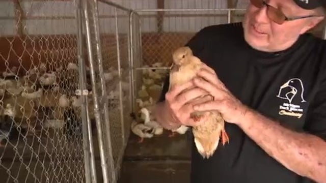 Salem Twp. couple's Michigan Duck Rescue and Sanctuary is labor of love