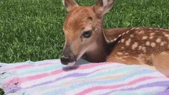 Trenton man saves newborn deer after doe dies along I-75
