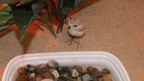 The Detroit Zoo just hatched 11 piping plovers that were abandoned as eggs