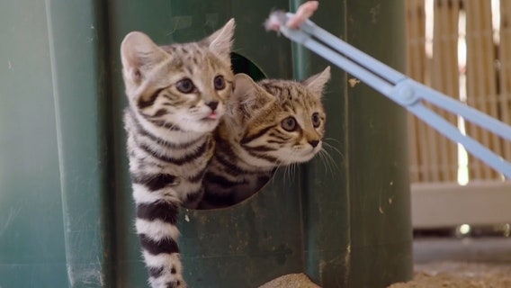 'World's deadliest cats' get first taste of meat at San Diego Zoo