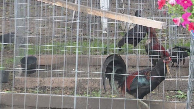 At least 200 roosters found in suspected River Rouge cockfighting ring