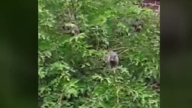 Detroit homeower fed up with groundhog problem at unoccupied house next door