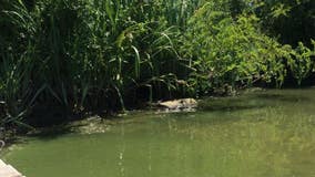 Harmful algal bloom advisory reported in Ford Lake