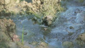 Blue-green pool of bubbling ooze in Troy raises toxic concerns from neighbors
