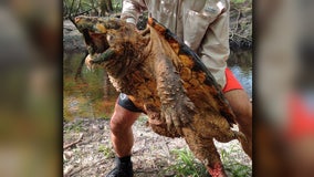 FWC researchers capture 100-pound alligator snapping turtle