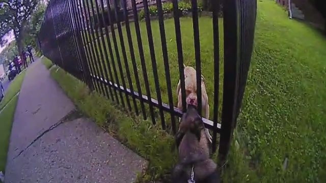 Detroit police body camera shows dog attack of K9 officer that led to shooting