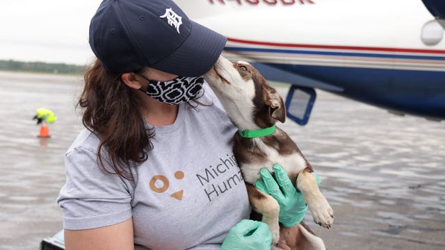 Michigan Humane Society shelters 34 dogs evacuated from Hurricane Laura