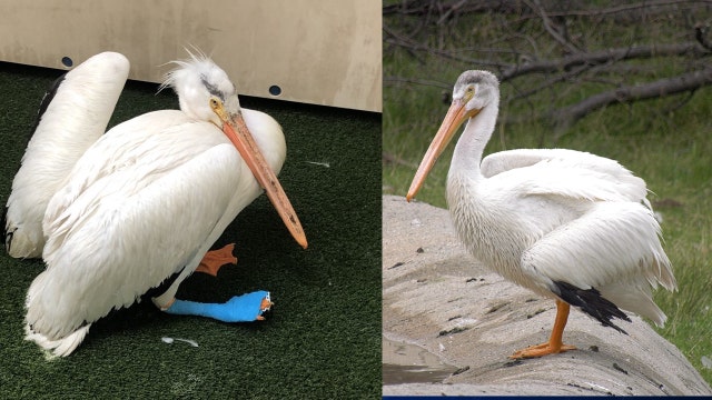 Detroit Zoo rehabs and welcomes pelican found with broken wings and foot