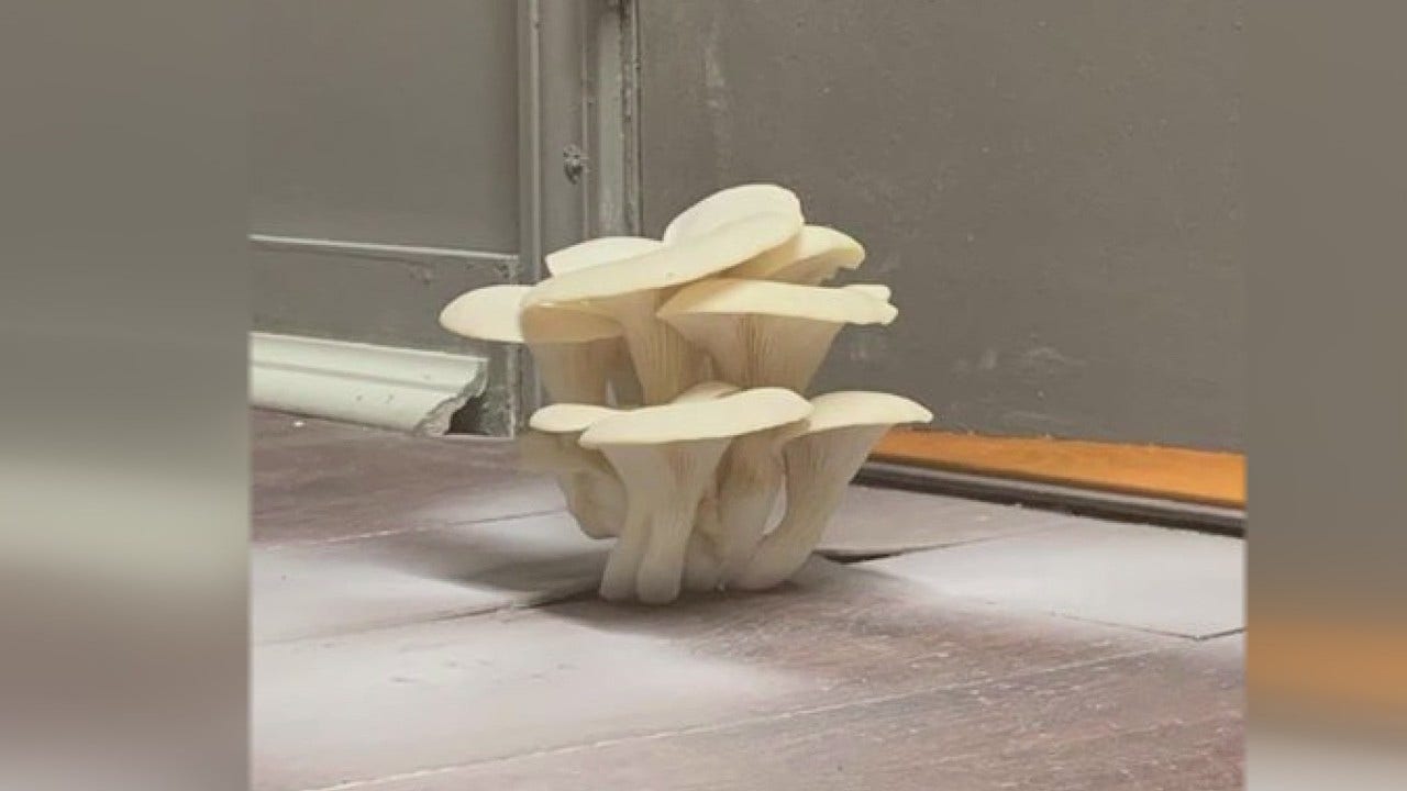 What the fungus? Landlord's leaky roof grows mushrooms in Utica