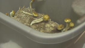 After decriminalization of 'magic' mushrooms in Ann Arbor, medical professionals issue warnings