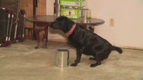 Livingston County dog trainers teach mutts to sniff out, detect COVID-19