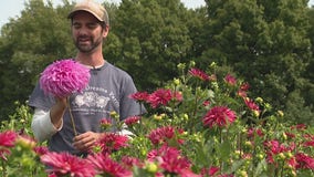 Oxford man leaves office job to start one of the largest dahlia farms in US