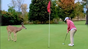 Curious deer watches closely as golfer sinks putt at Oakland County course