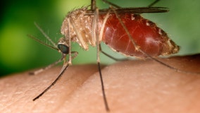 Michigan's first case of West Nile virus reported in Wayne County