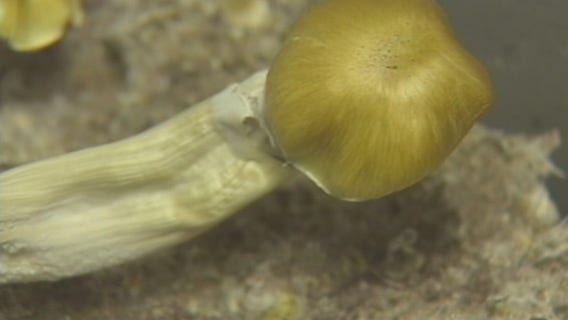 Ann Arbor City Council takes up resolution decriminalizing magic mushrooms