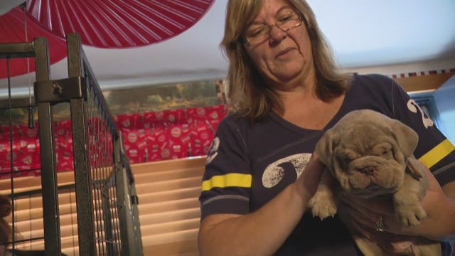 Old English Bulldog puppies stolen from breeders in meet-up with customer on Detroit's west side