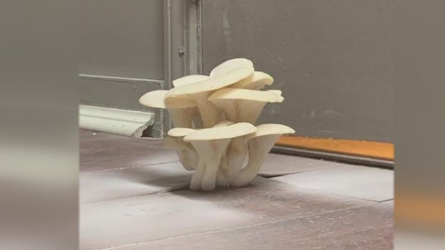What the fungus? Landlord's leaky roof grows mushrooms in Utica gym