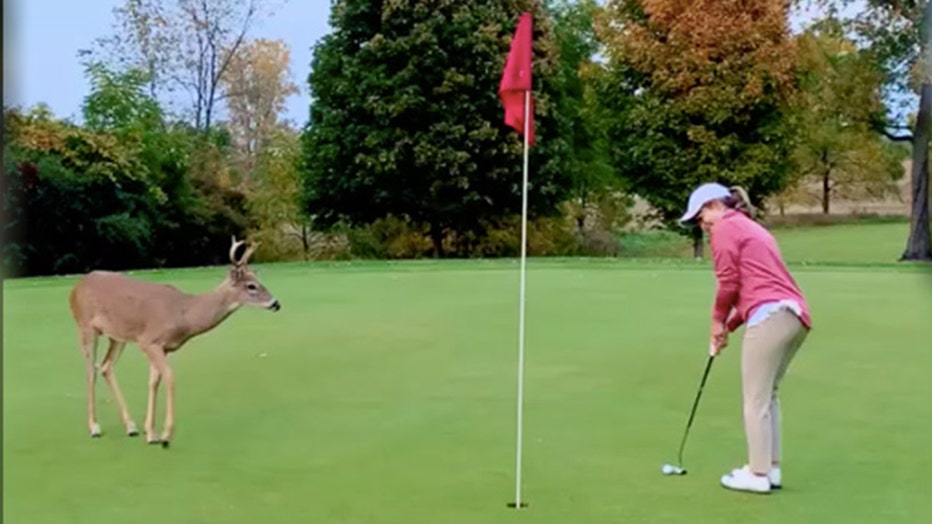 Pro golfer Jason Michael Dudzinski and his fiancée Katie Nolff were visited by a young deer while enjoying a day on the golf course.