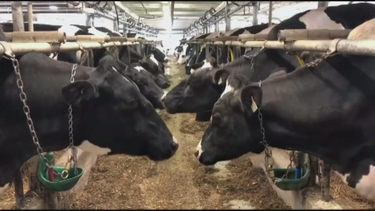 New study shows how sick cows can be contributing to climate change - FOX 2 Detroit