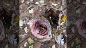 Tennessee fisherman catches bass holding snake in its mouth