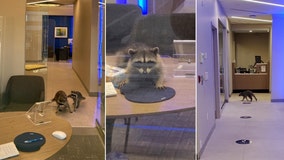 Masked bandits: Raccoons caught red-handed breaking into California bank